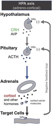 Theory: Treatments for Prolonged ICU Patients May Provide New Therapeutic Avenues for Myalgic Encephalomyelitis/Chronic Fatigue Syndrome (ME/CFS)